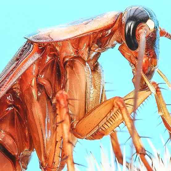 Facts: Headless cockroaches are capable of living for weeks. - MirrorLog